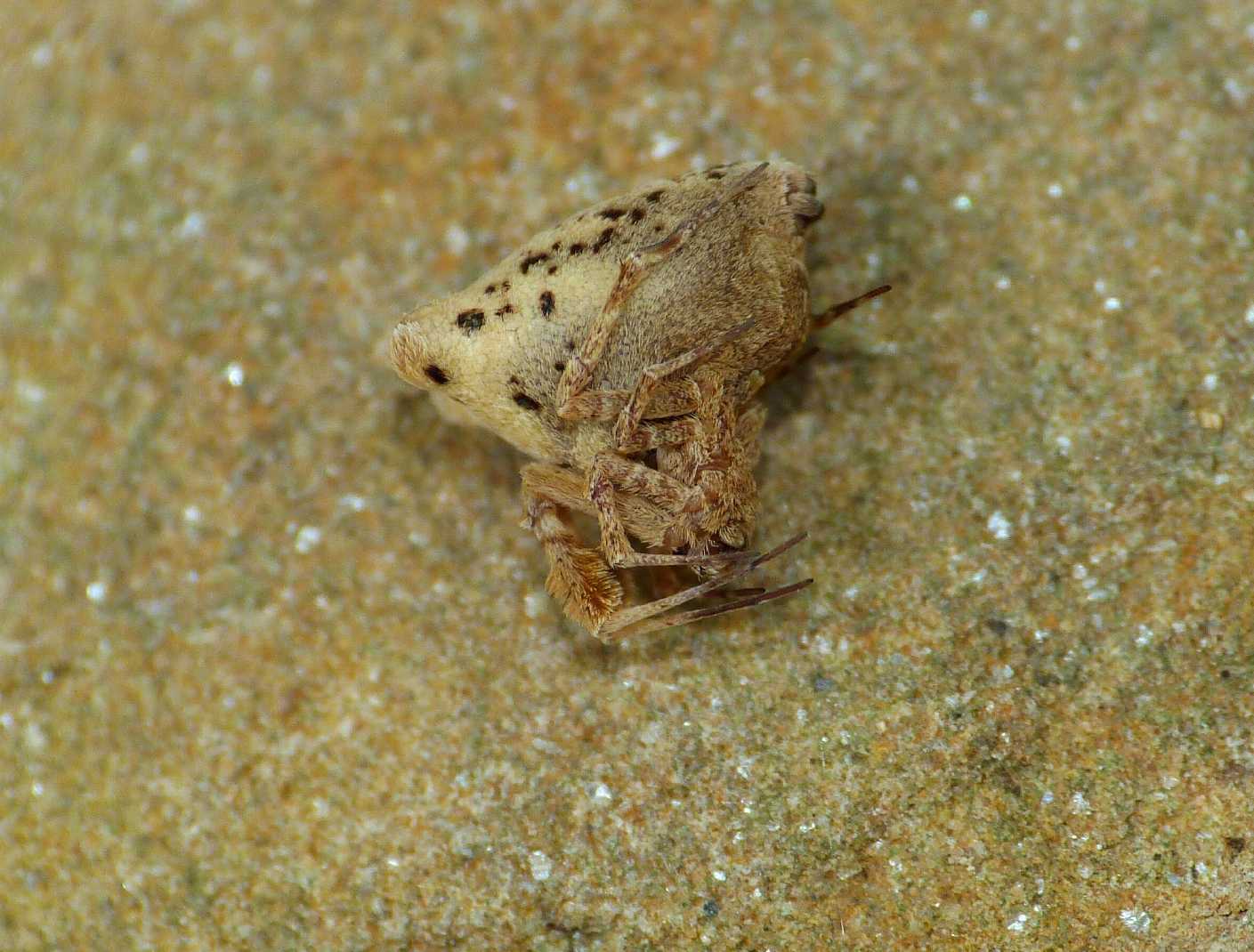 Coppia di Uloborus plumipes